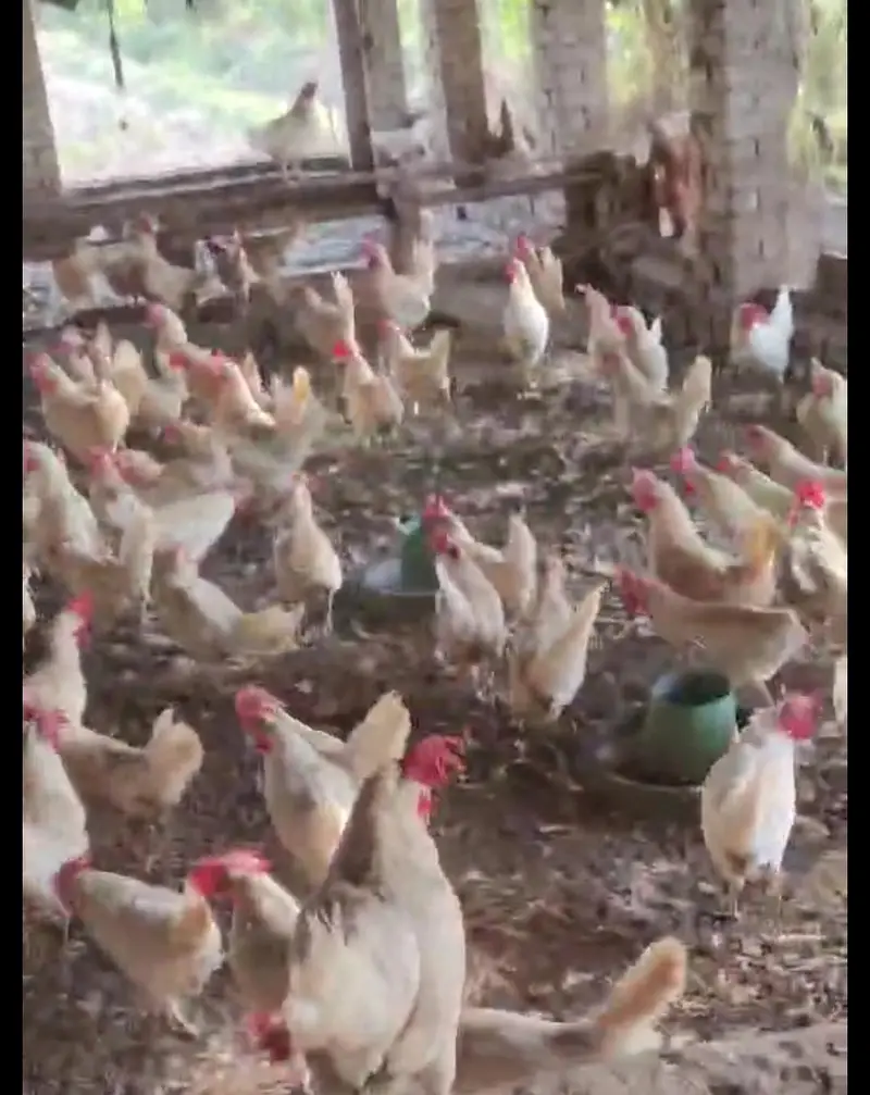 Pure LSL Lite Layer hens for sale | 10 months OLD |100%  Active — photo 2