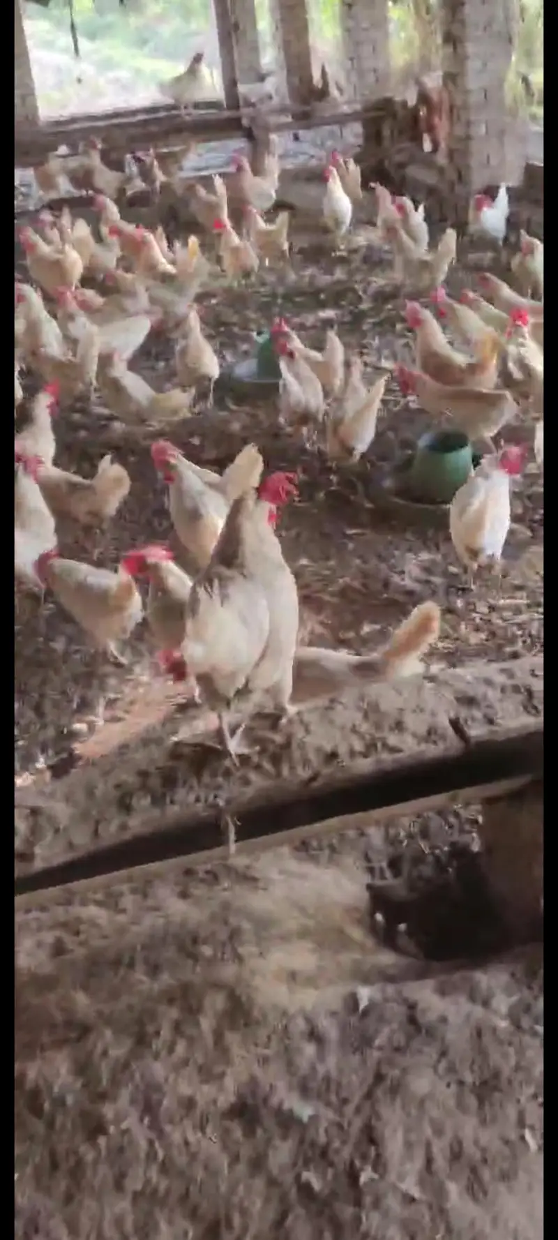 Pure LSL Lite Layer hens for sale | 10 months OLD |100%  Active — photo 3