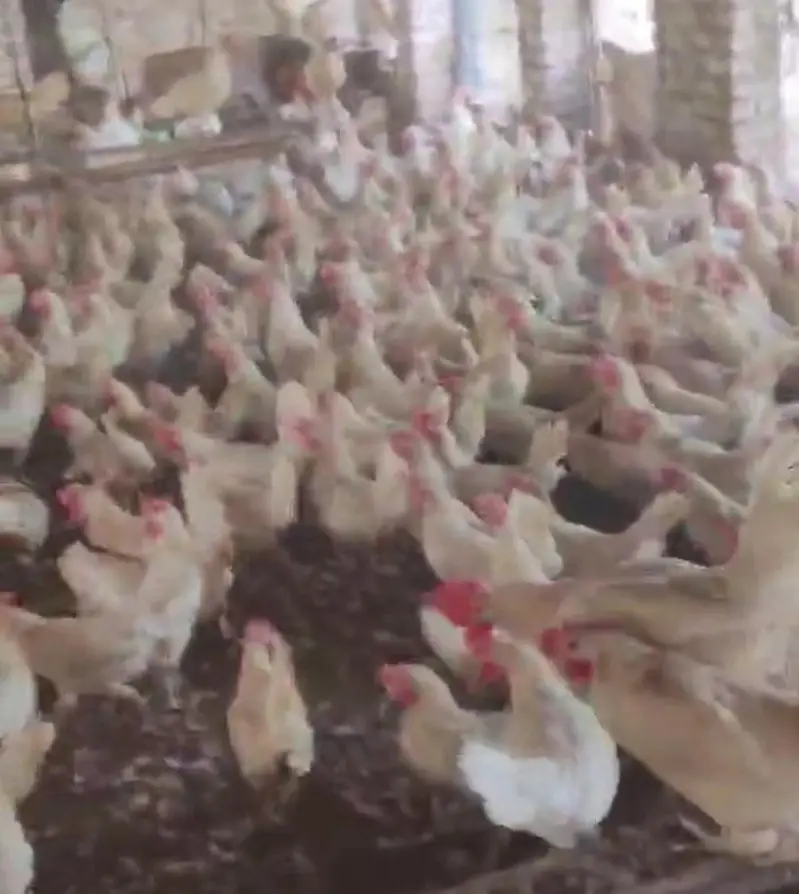 Pure LSL Lite Layer hens for sale | 10 months OLD |100%  Active — photo 4