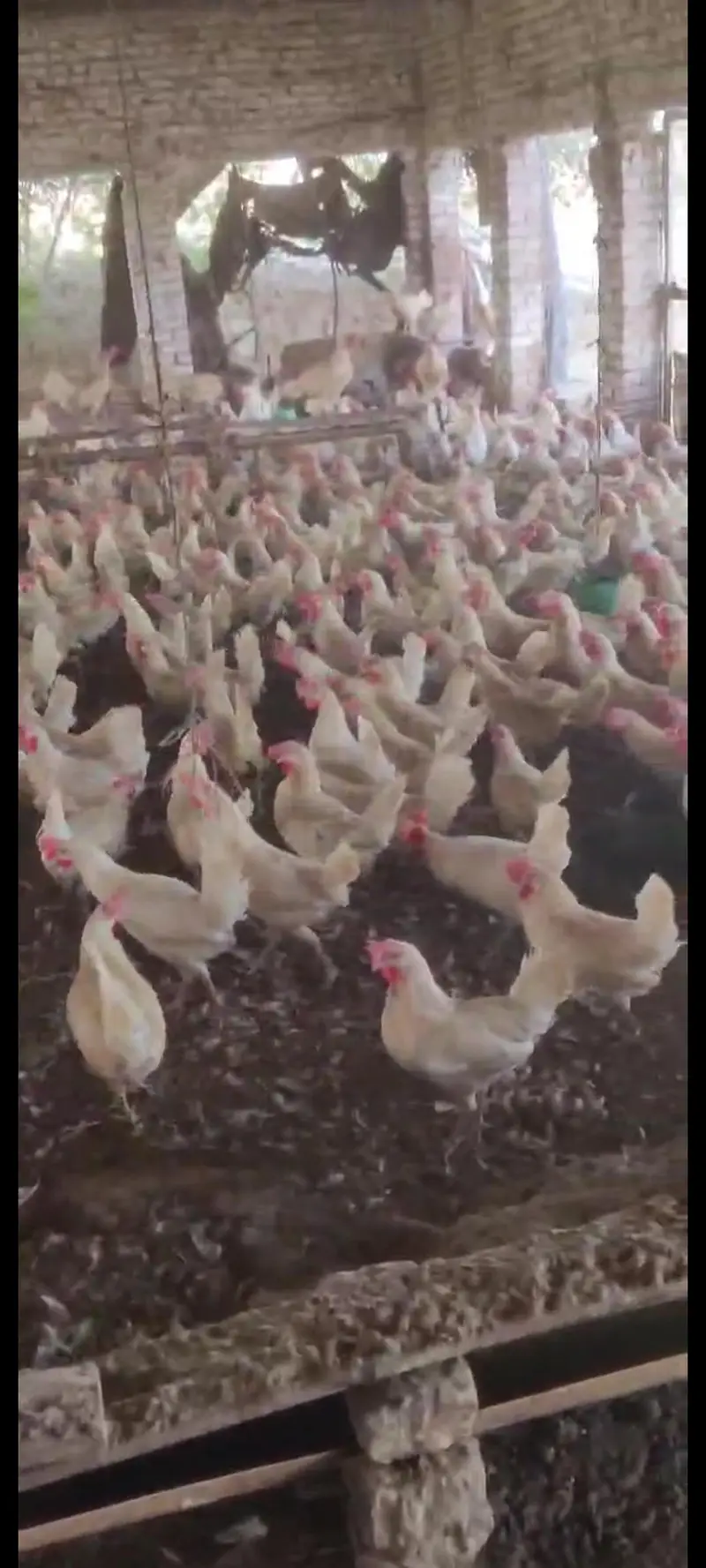 Pure LSL Lite Layer hens for sale | 10 months OLD |100%  Active — photo 5