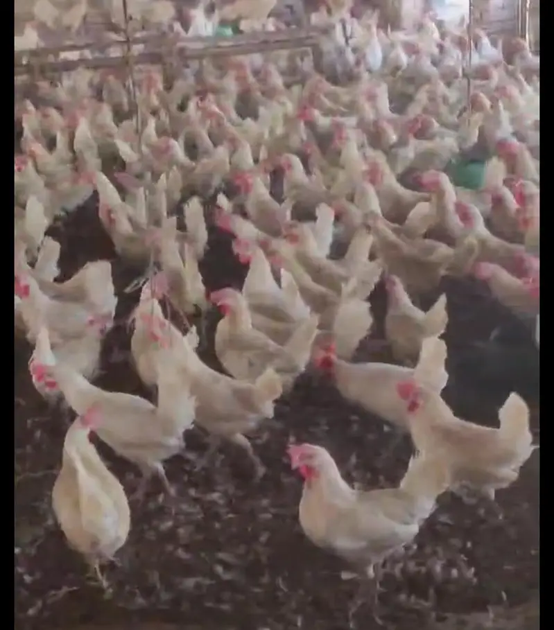 Pure LSL Lite Layer hens for sale | 10 months OLD |100%  Active — photo 6