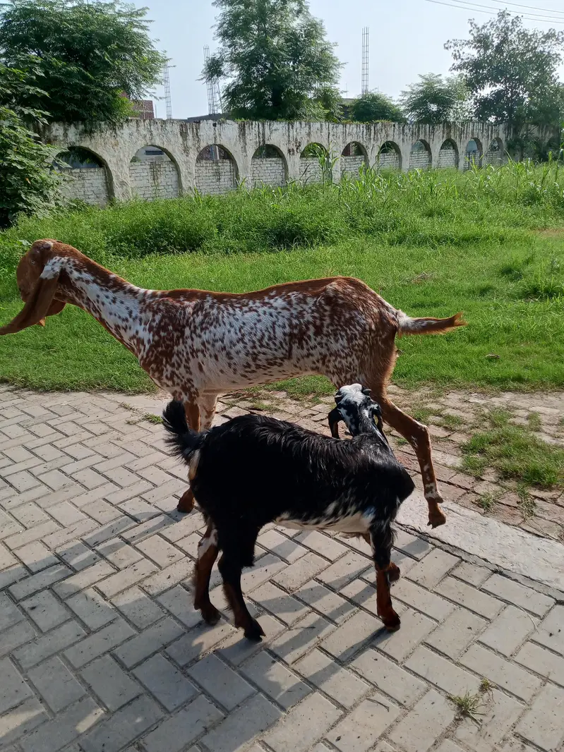 Beetal Goat | Goat | Makhi cheeni — photo 2