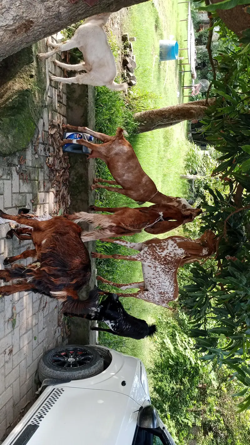 Beetal Goat | Goat | Makhi cheeni — photo 3