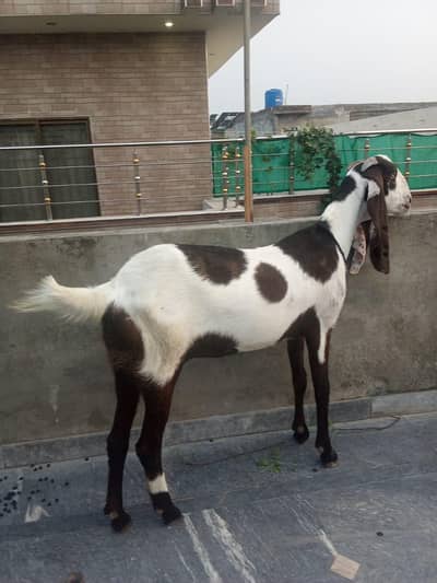 goat for sale+duck long also sale  . 03334396192