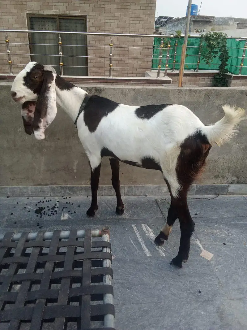 goat for sale+duck long also sale  . 03334396192 — photo 2