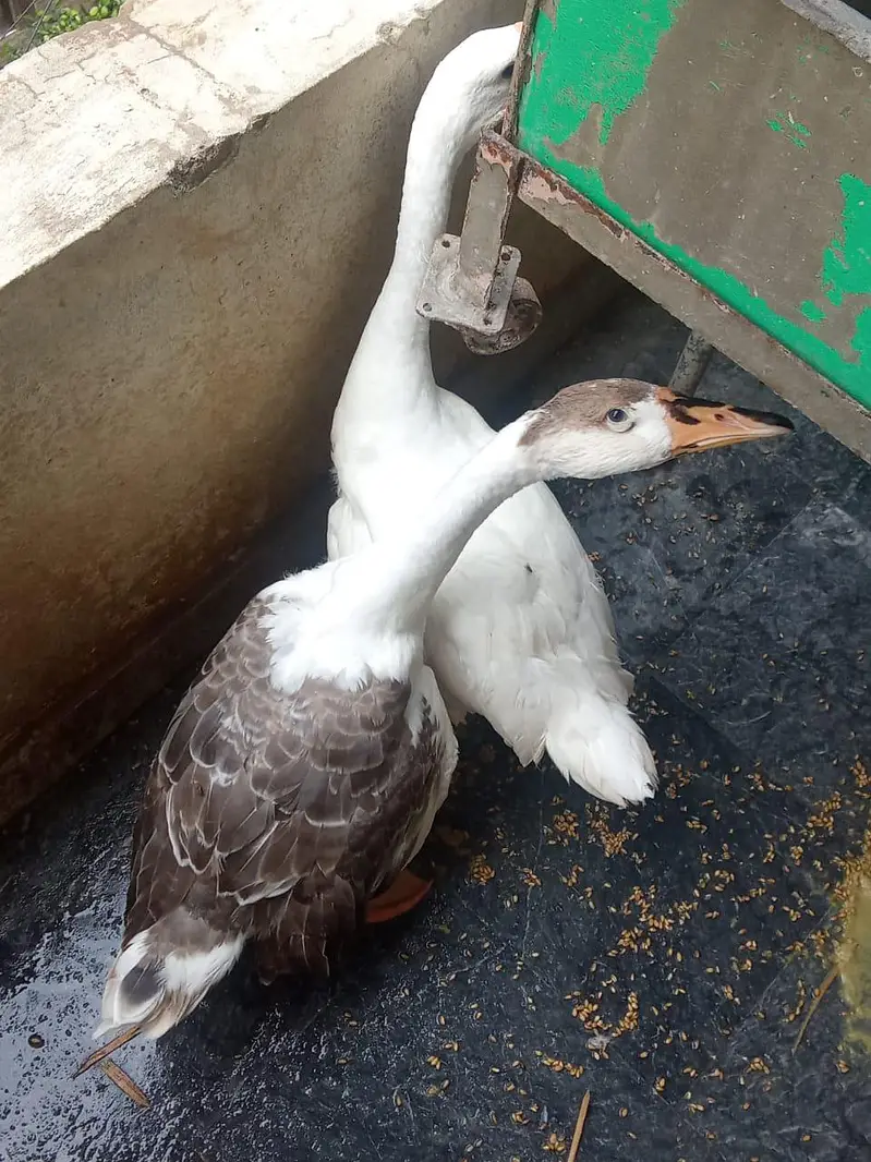 goat for sale+duck long also sale  . 03334396192 — photo 3