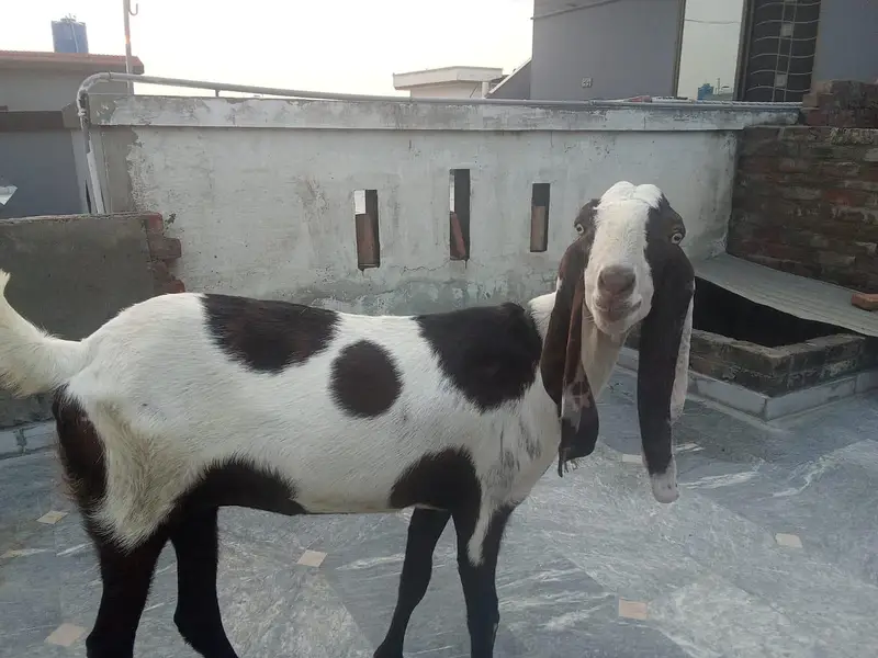 goat for sale+duck long also sale  . 03334396192 — photo 4
