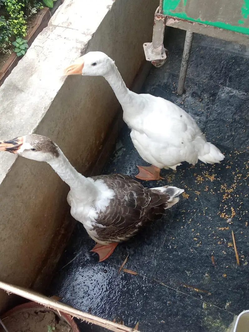 goat for sale+duck long also sale  . 03334396192 — photo 5