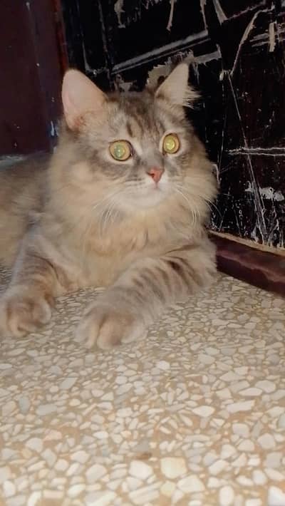 Persion Cat Female
