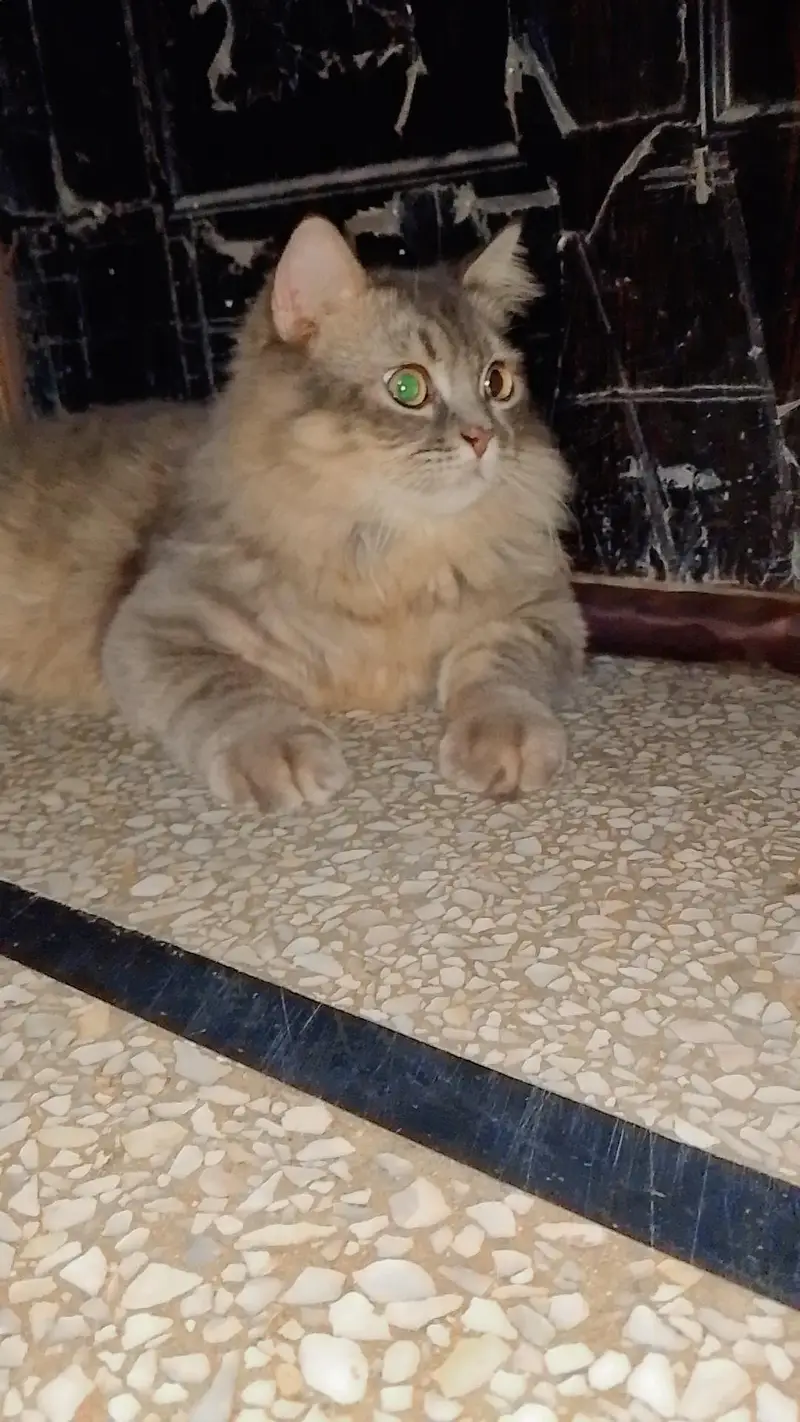 Persion Cat Female — photo 2