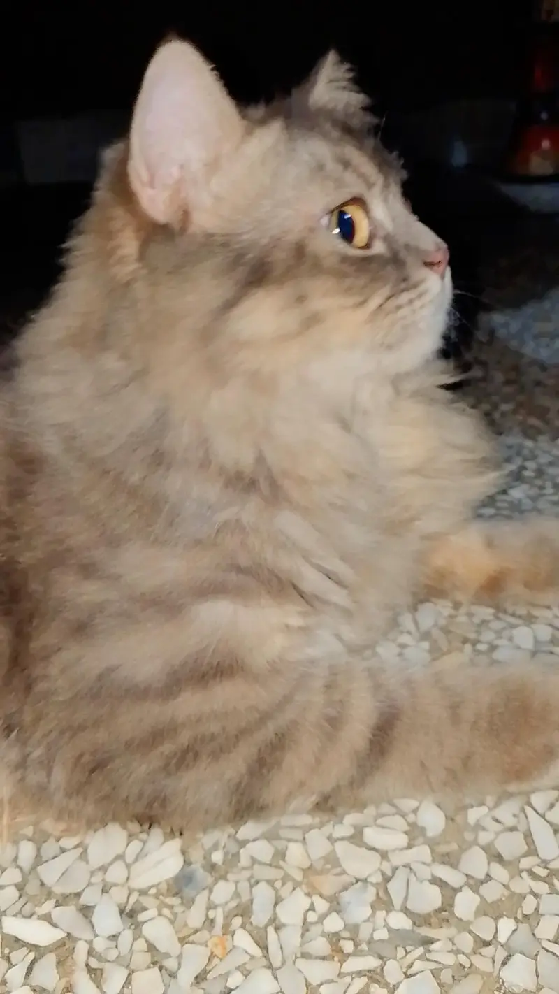 Persion Cat Female — photo 3