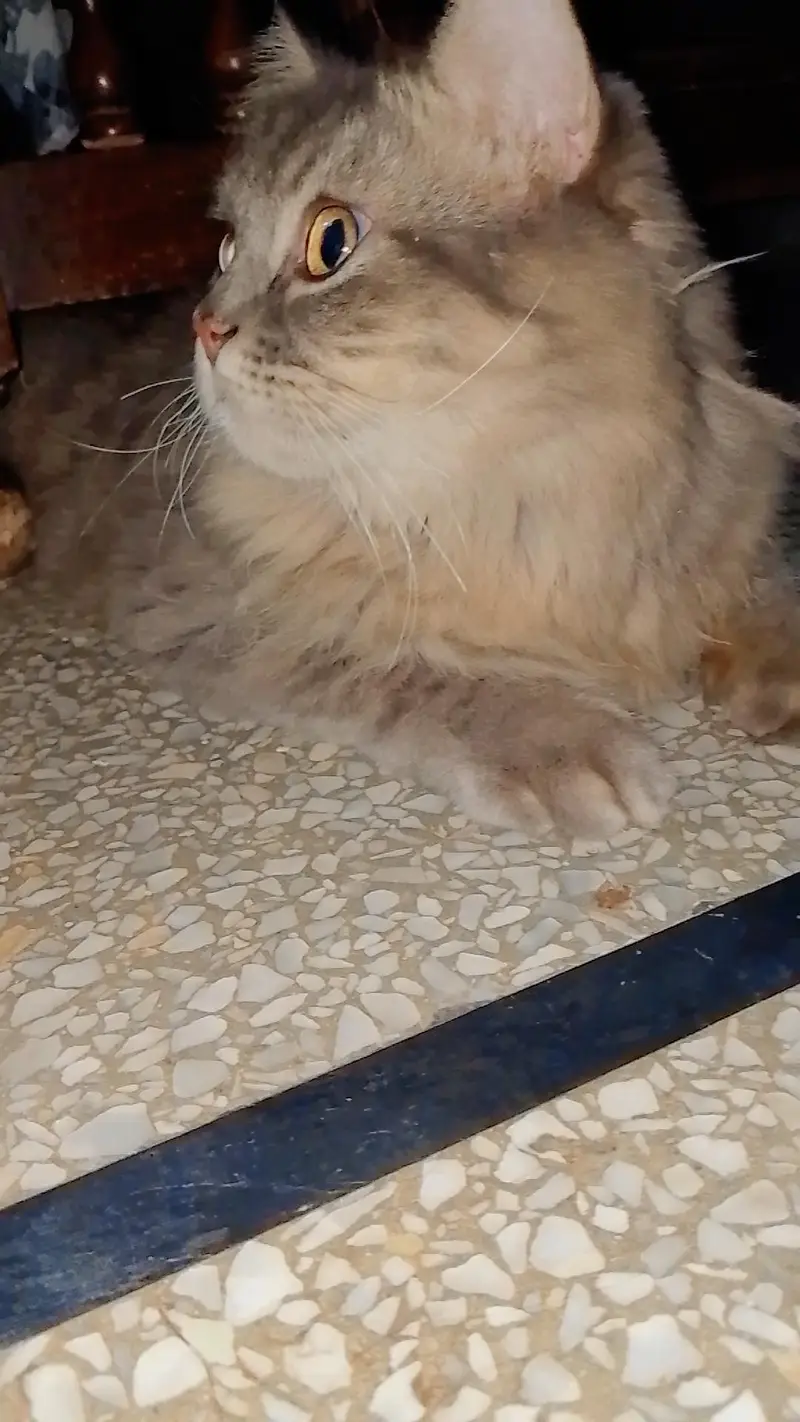 Persion Cat Female — photo 4