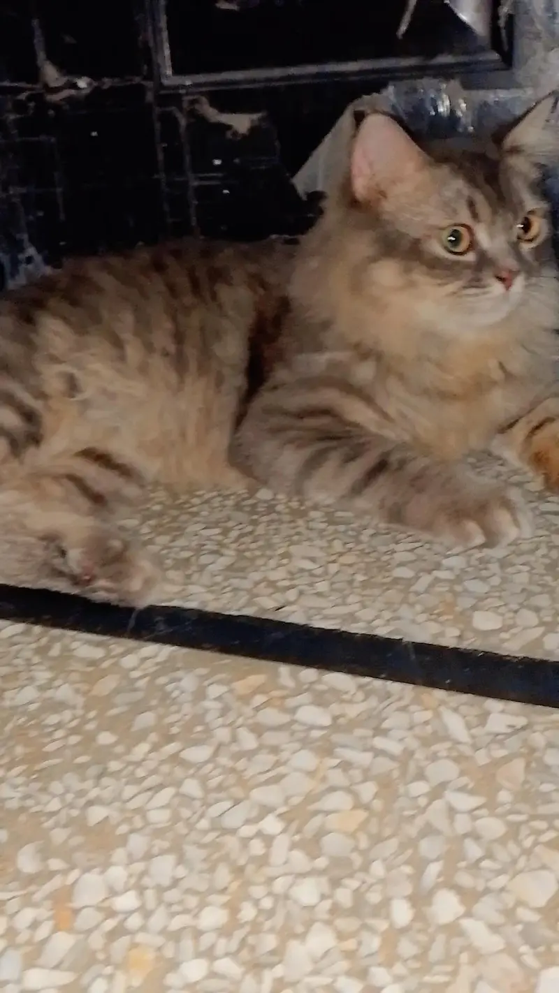 Persion Cat Female — photo 5