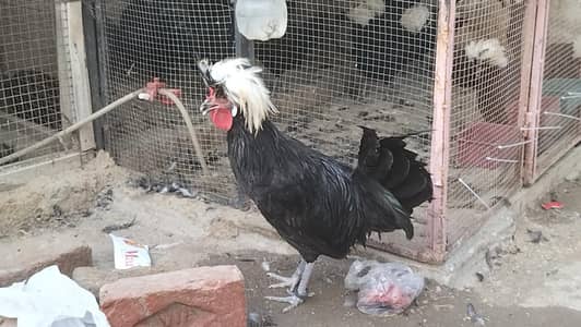 Black Polish Male For Sale