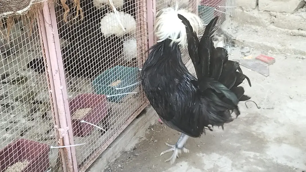 Black Polish Male For Sale — photo 2
