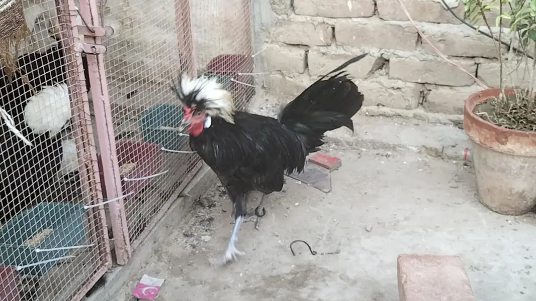 Black Polish Male For Sale — photo 3