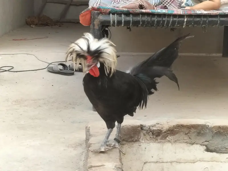 Black Polish Male For Sale — photo 4
