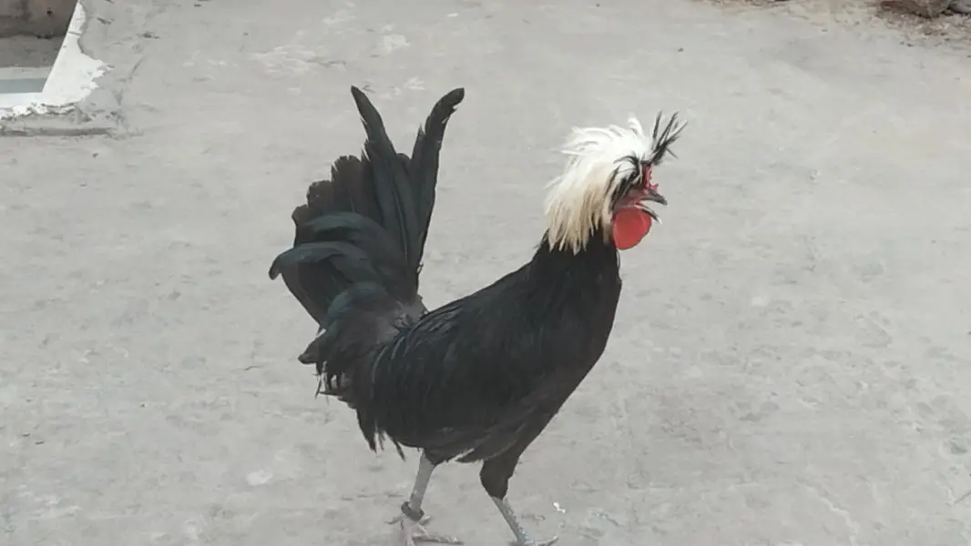 Black Polish Male For Sale — photo 7