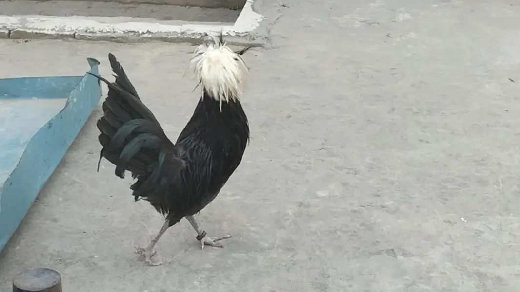 Black Polish Male For Sale — photo 9