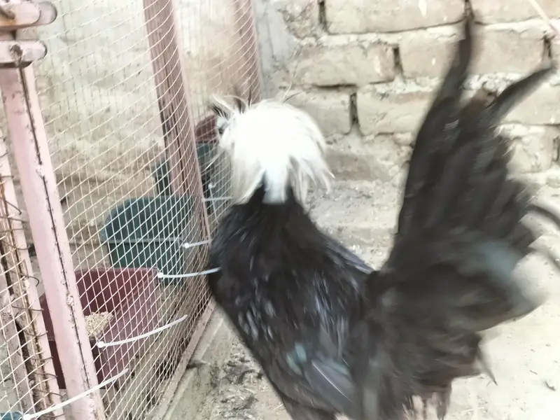 Black Polish Male For Sale — photo 10