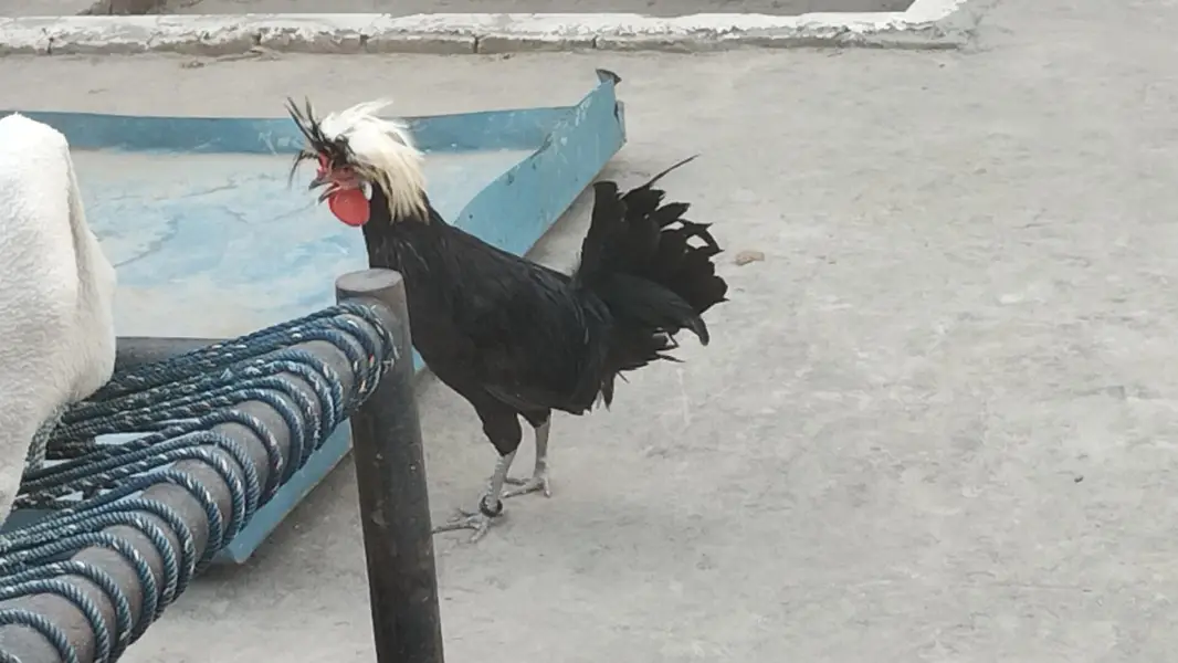 Black Polish Male For Sale — photo 11