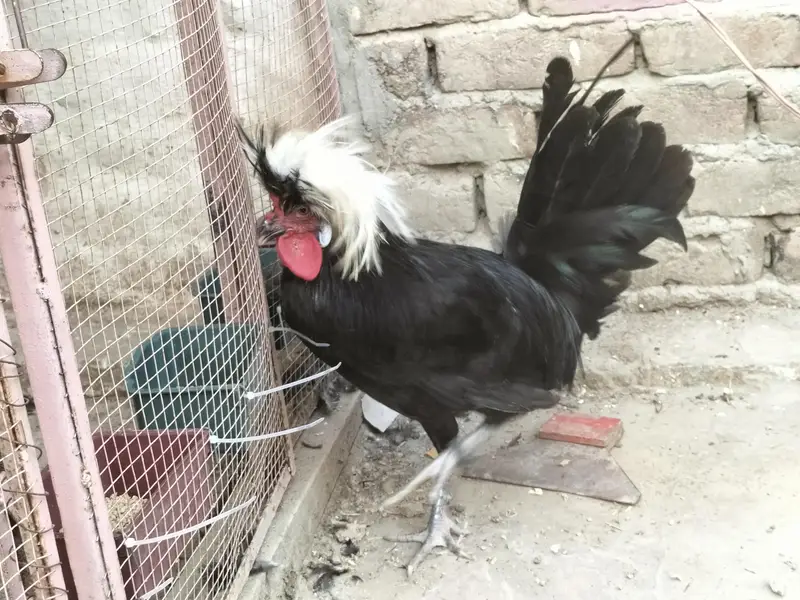 Black Polish Male For Sale — photo 12