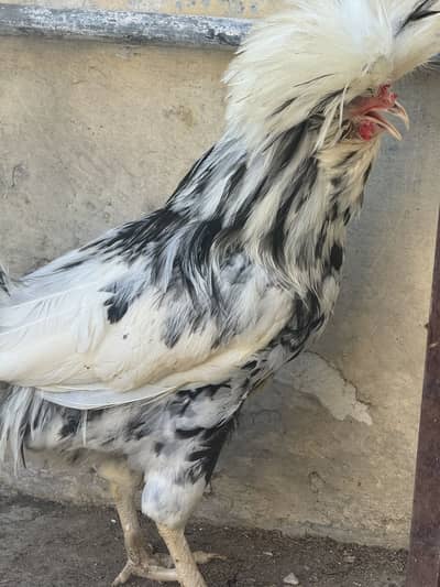 Moltted polish male for sale
