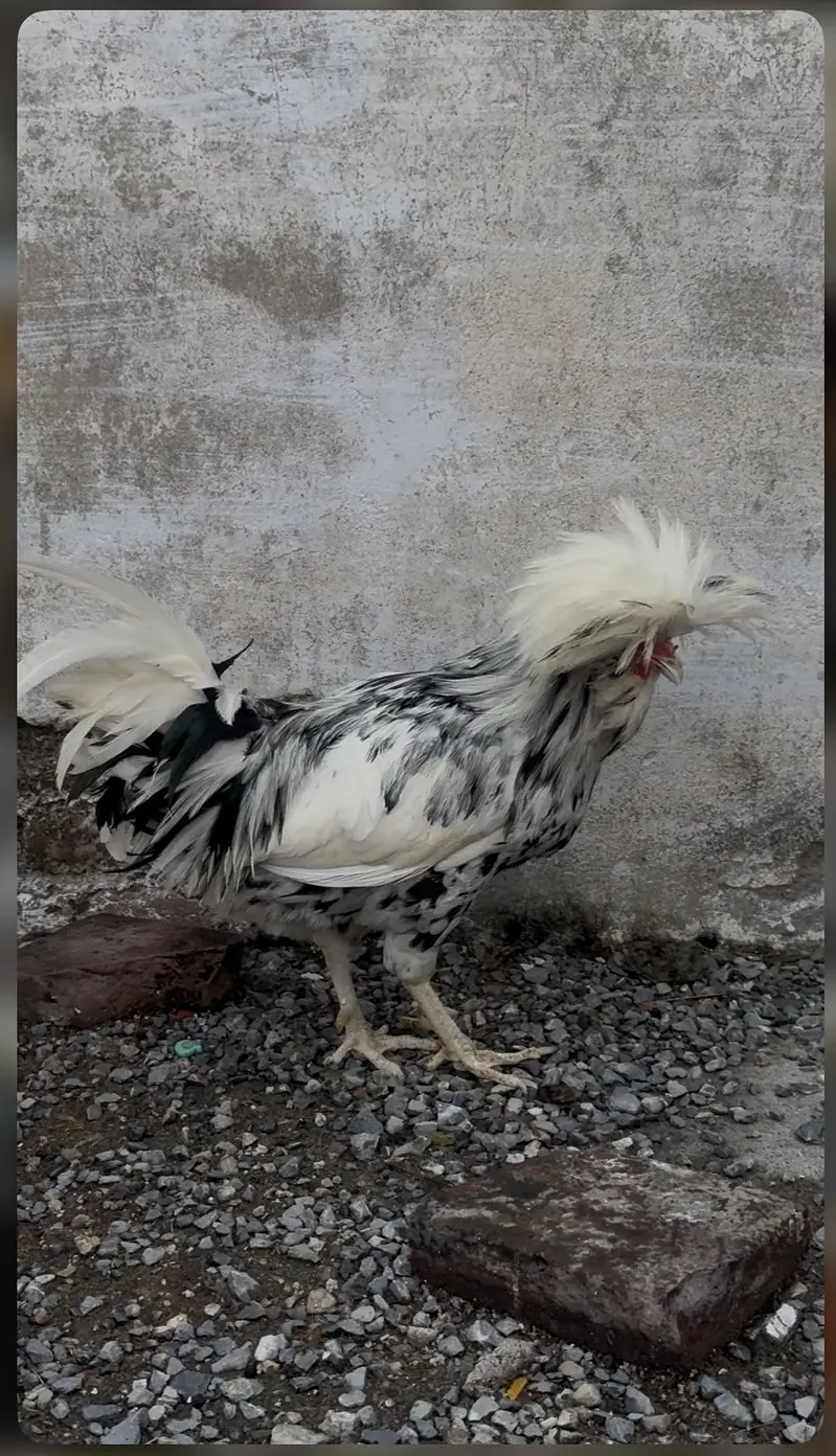 Moltted polish male for sale — photo 2