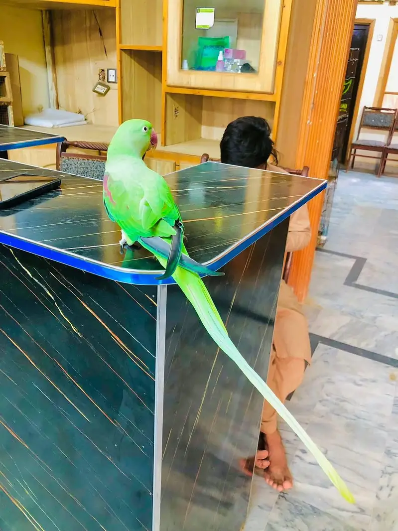 raw parrot female — photo 2