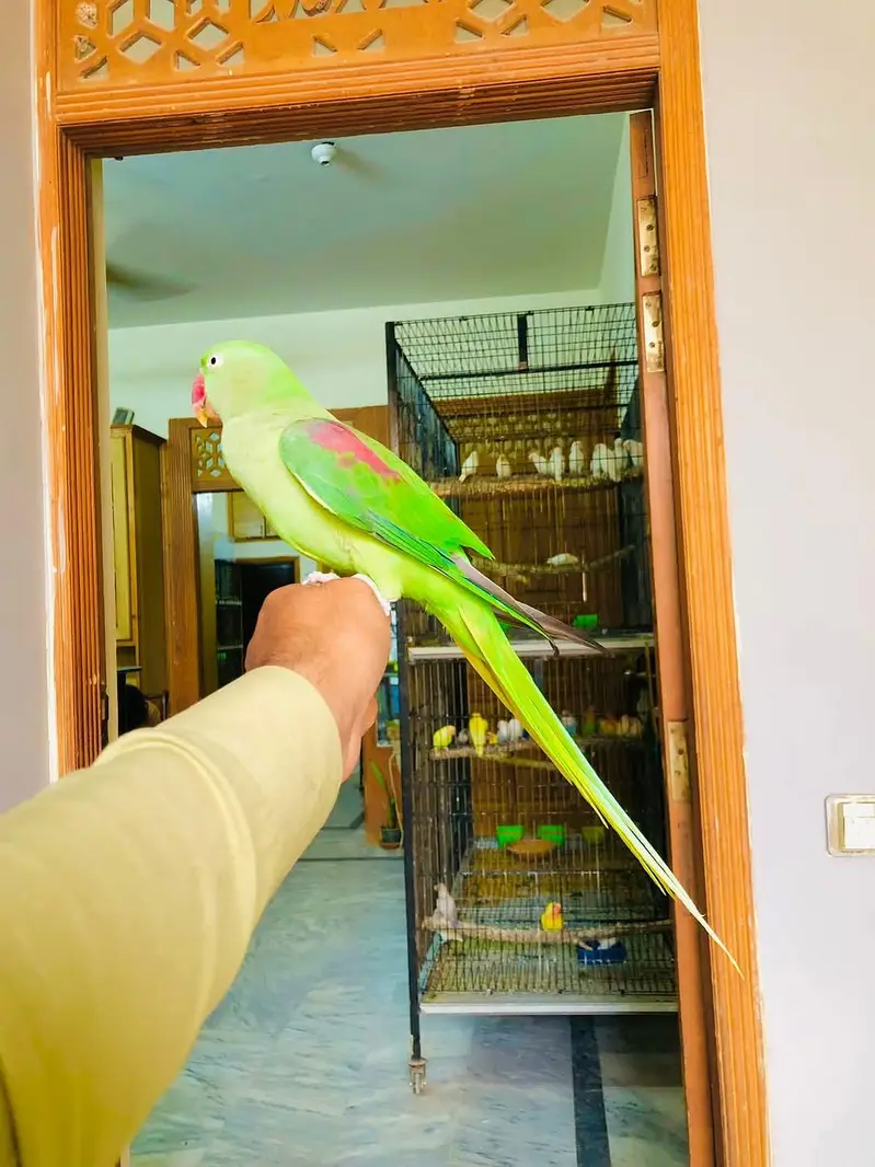 raw parrot female — photo 3