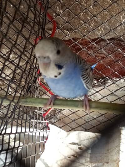 Budgie for sale 3 piece