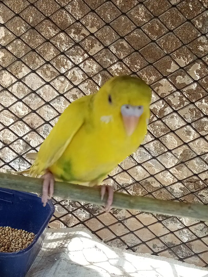Budgie for sale 3 piece — photo 2