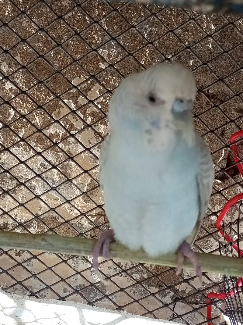 Budgie for sale 3 piece — photo 3