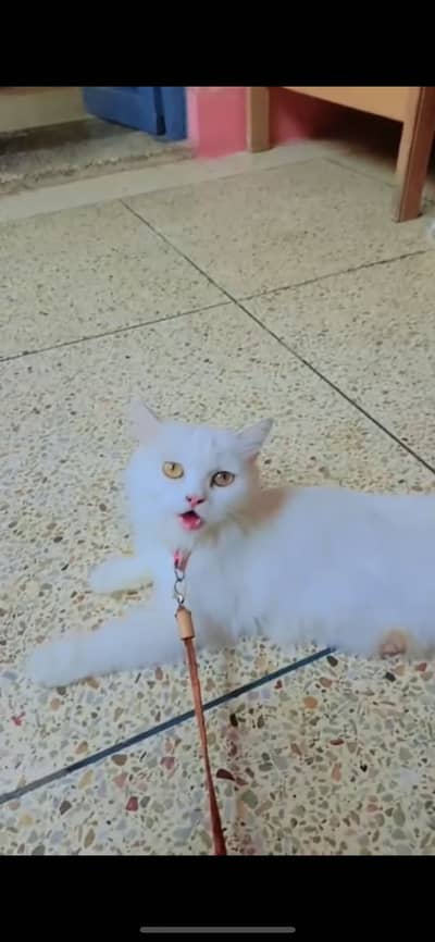 Female persian cat