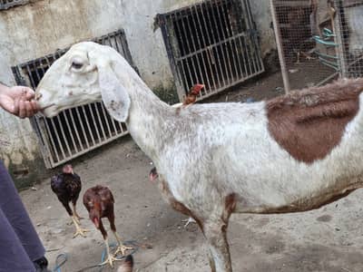 Abluk Dumbi for Sale