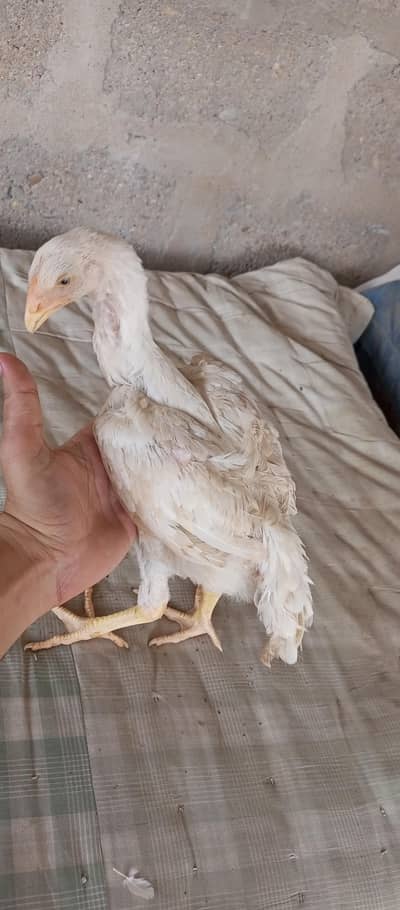 Asil white shamo