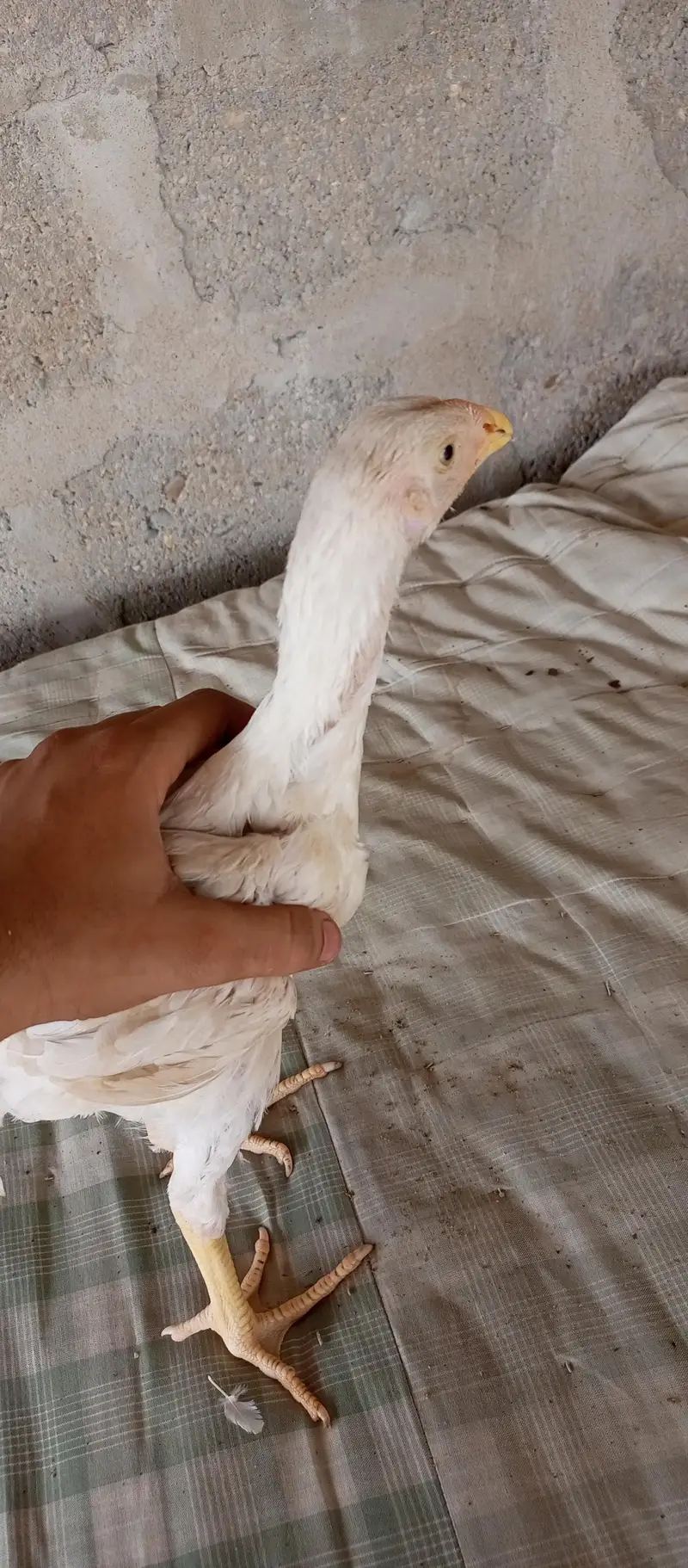 Asil white shamo — photo 2