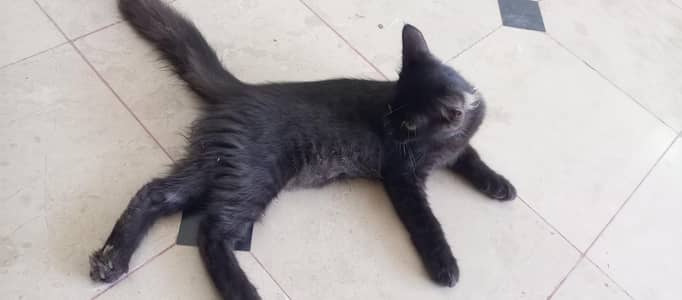 Black Long-Haired Cat for Sale – Kamalia