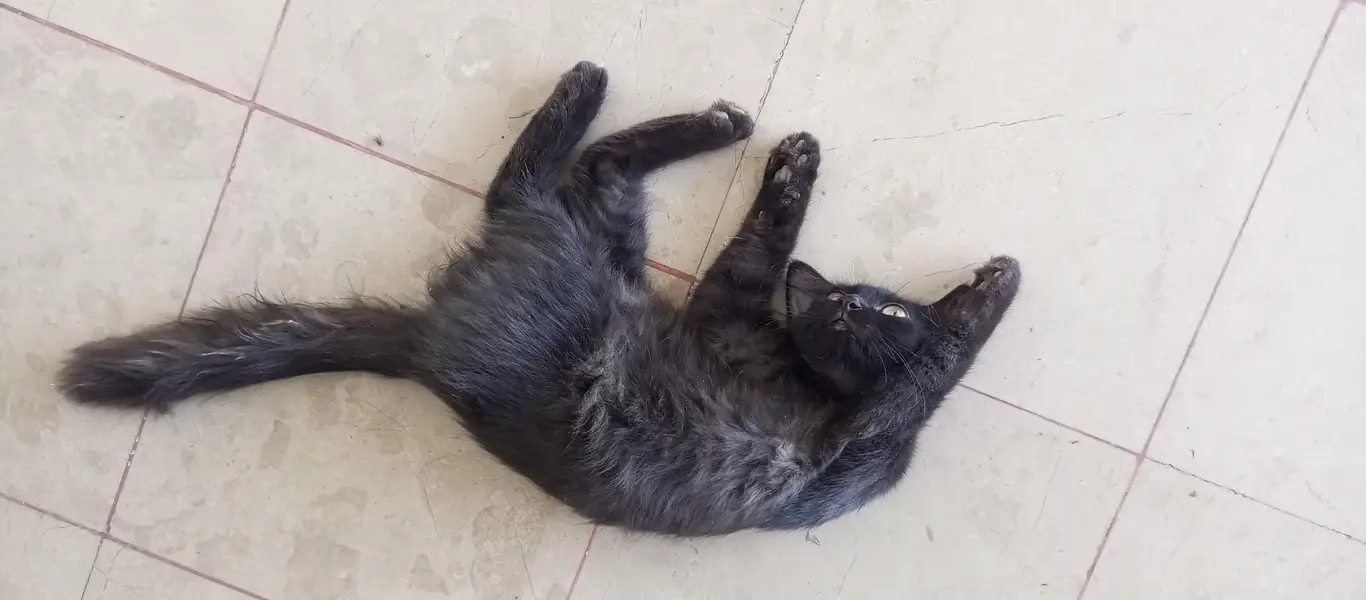 Black Long-Haired Cat for Sale – Kamalia — photo 2