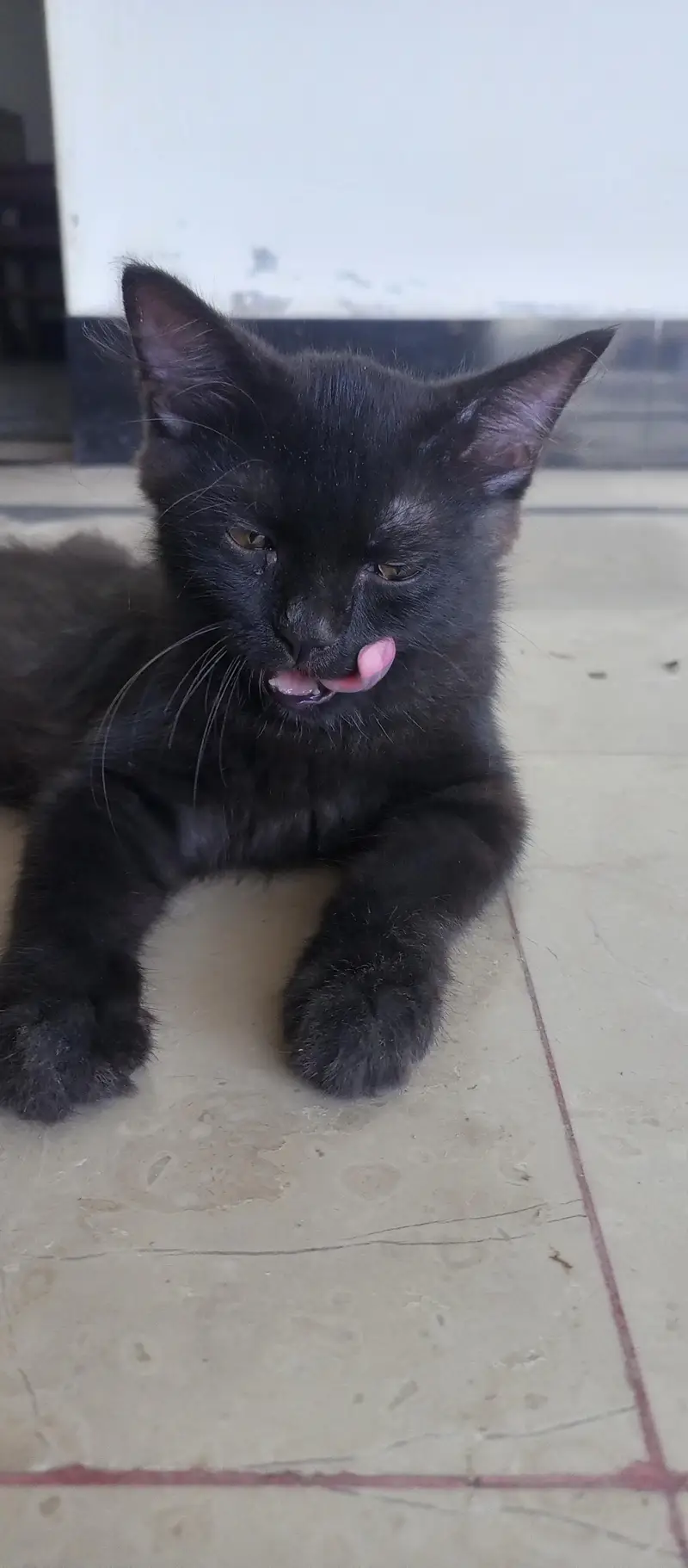Black Long-Haired Cat for Sale – Kamalia — photo 3