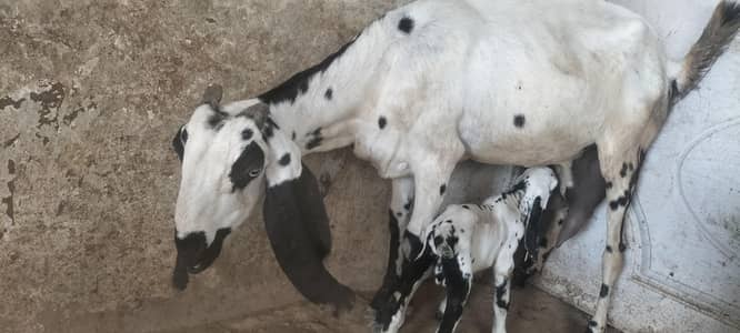 Bakri aur bacha doodh wali bakri