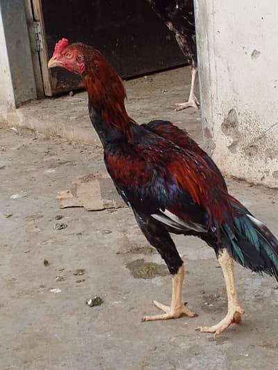 aseel murga for sale