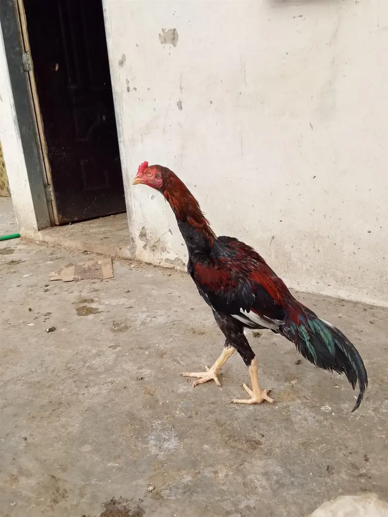 aseel murga for sale — photo 2