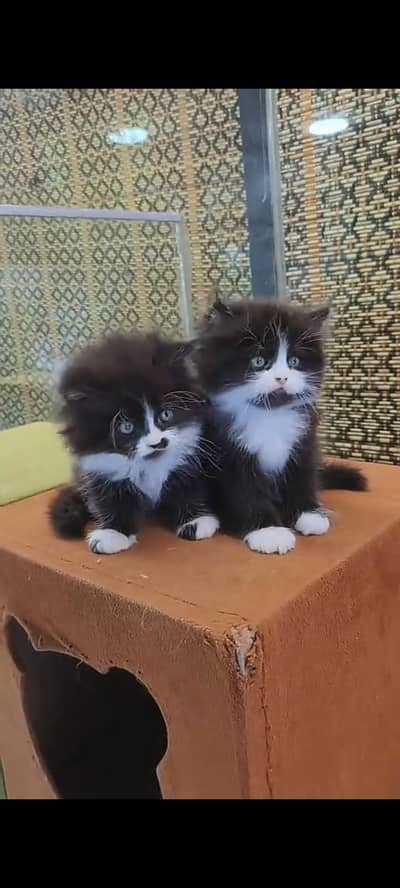 Quality Persian Punch Face cat &kittens 03476305771 WhatsApp