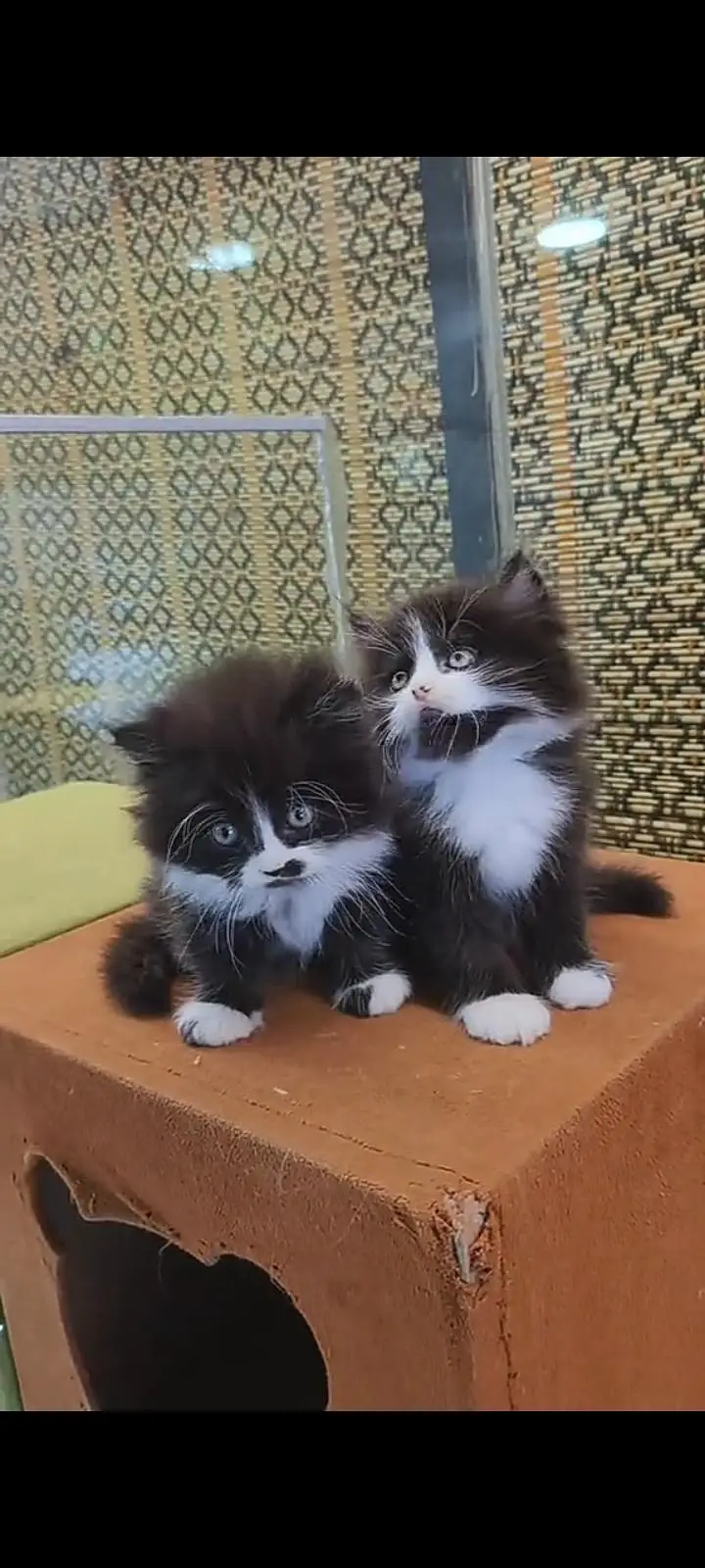 Quality Persian Punch Face cat &kittens 03476305771 WhatsApp — photo 2