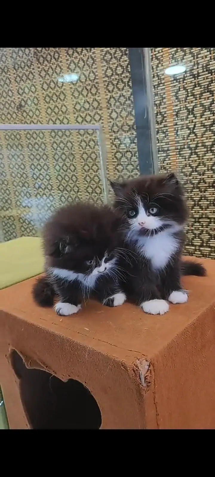 Quality Persian Punch Face cat &kittens 03476305771 WhatsApp — photo 3
