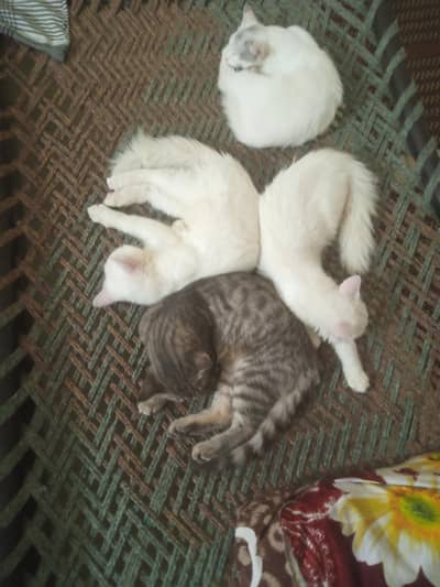 Persian kittens for urgent sale