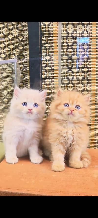 Quality Persian Punch Face cat &kittens 03476305771 WhatsApp