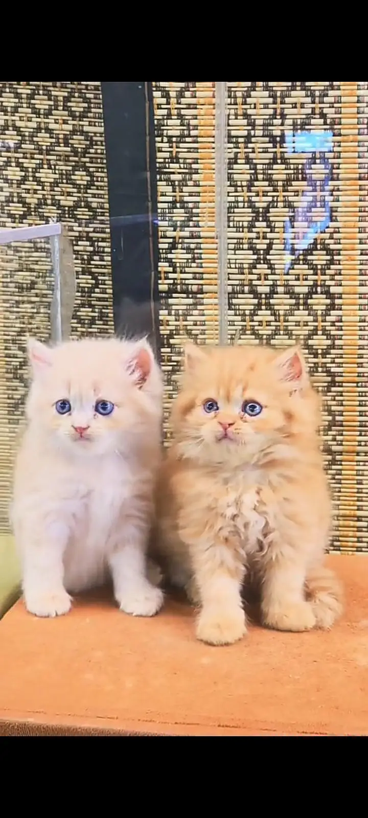 Quality Persian Punch Face cat &kittens 03476305771 WhatsApp — photo 2