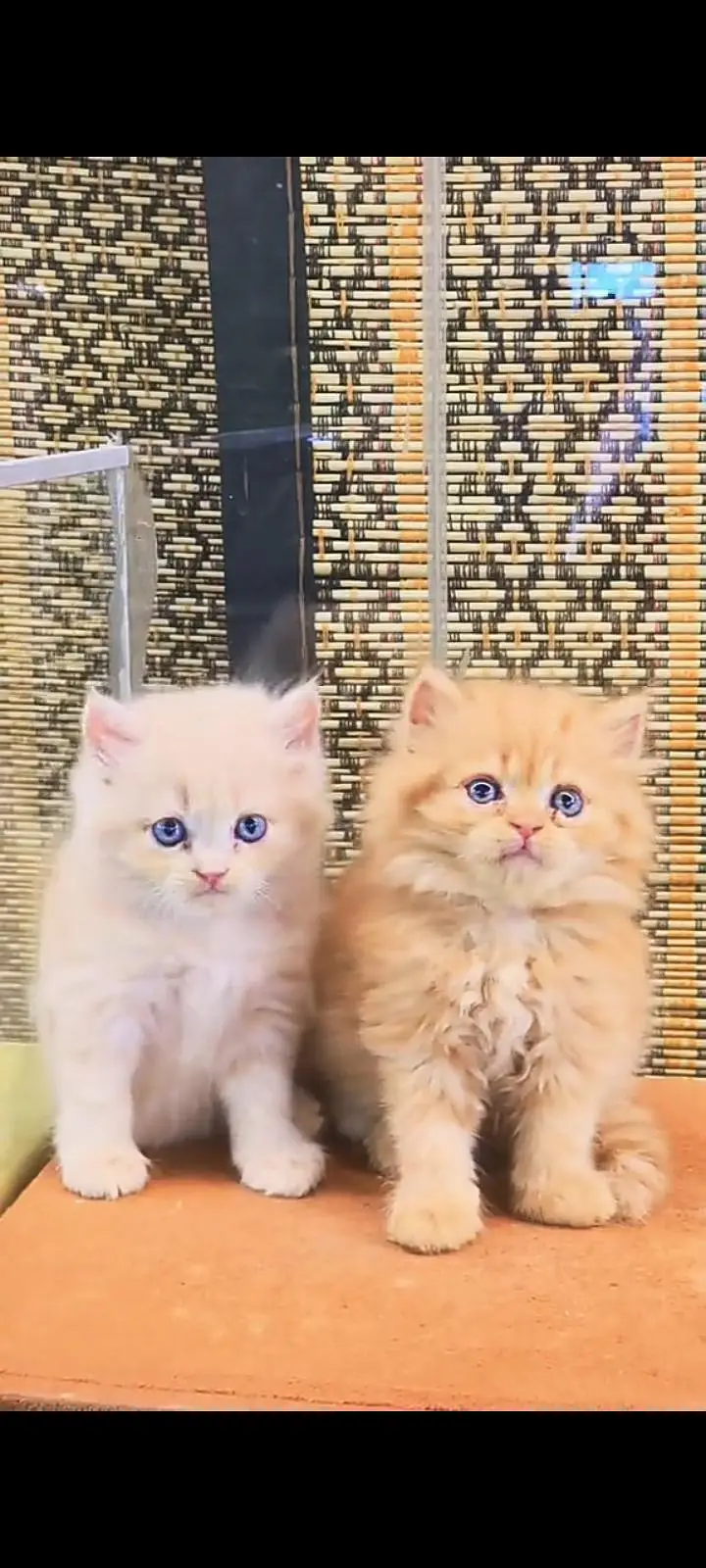 Quality Persian Punch Face cat &kittens 03476305771 WhatsApp — photo 3
